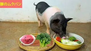 豚の咀嚼音!!かわいい豚が野菜を豪快に食べるASMR