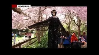 3-day Waikato Cherry Festival in Hamilton, New Zealand draws crowd