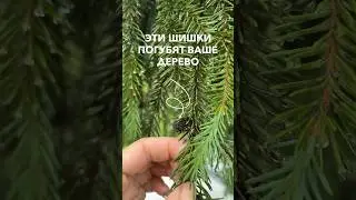 Как бороться с хермесом на хвойных растениях читай в описании.
