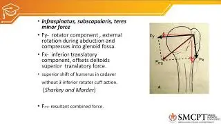 Dynamic stabilisers of Shoulder biomechanics