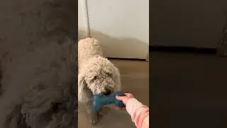 Review of must have dog toy #musthaves #amazon #dog #toy #bone #fun #play