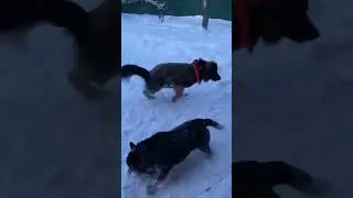 Хэви обходит Геру и ловит мяч! #dogs #австралийскийхилер #australianheeler #немецкаяовчарка #овчарка