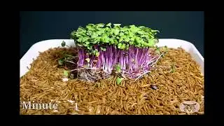 1000 meal worms vs apple