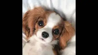 Squeaky Sounds.