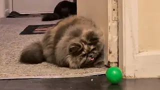 My Tortoiseshell Cat&rsquo;s Adorable Head Tilt While Playing with the Ball!