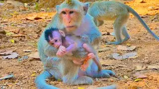 Adorable baby Babette monkey Mom Button Monkey #amber #ambertroop