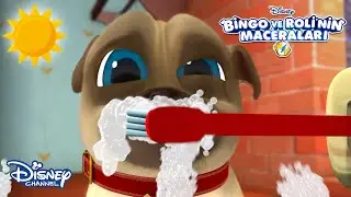Sabahları Uyanmak🌞🤓 | Bingo ve Roli'nin Maceraları | Disney Channel T&uuml;rkiye