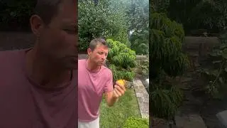 Лучшее персиковое дерево для небольших дворов