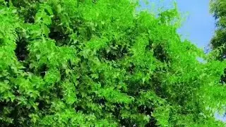 Kisturi Devi is live hello everyone good morning 🤗😊