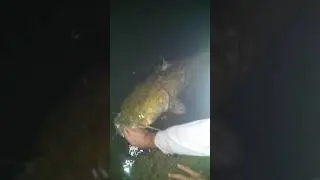 The Catfish Boys release a 35 pound shovelhead. Another succesful catch and release