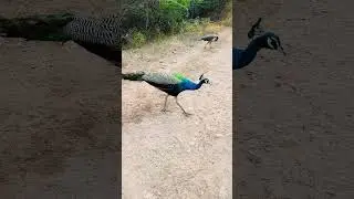 2 peacocks are in the forest 😱😱😳😳