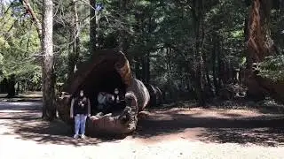 Drive Through Tree, Redwood Forest.