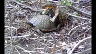 Eastern Box Turtles Mating In My Backyard