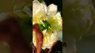 aw7 white lotus flower 💥🥰#shortsvideo #lotusflower #fidhoozgarden #tropical #trending