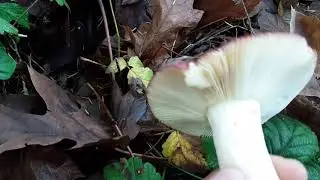 Identify Russula in one easy step!