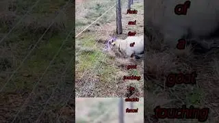 Goat touching electric wires! #goat  #electric  #billygoat  #phoenix