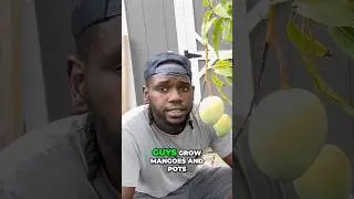 Top 3 Dwarf Mango Trees for Container Growing 🥭💚