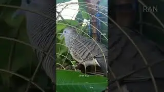 MERBOK PIKATKAMPUNG KOCAKGONDANG BOBMARLEY PERKUTUT ZEBRADOVE