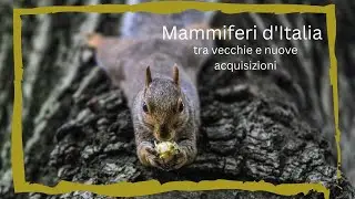 La fauna dei mammiferi d’Italia: tra vecchie e nuove acquisizioni