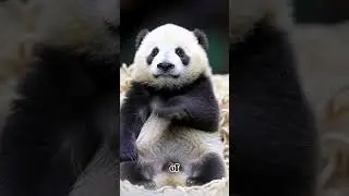 From tiny to tremendous&ndash; the panda&rsquo;s journey| #PandaFacts #WildlifeLove #NatureWonders #Naturezoom4u