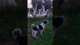 Enjoying the adorable puppy and goose on the grass. #shorts