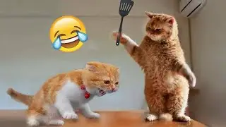 cat Kill her dog || 2023 cat &dog fight
