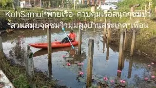 #kohsamui#ตั้งแค้มป์ในสวน พายเรือ-ควบคุมเรือสนุกๆ ชมดอกบัว ในสระหน้าสวนติดถนน#สวนสมุย..#กิจกรรมสนุกๆ
