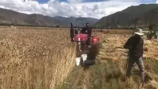 4-wheel Tractor Wheat Reaper Binding.China Yancheng Xinmingyue factory WhatsApp ID +86-18451347070