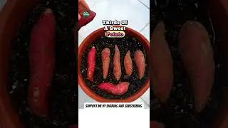 Выращивайте ростки батата дома легко | Простой садовый трюк #катушки #шорты #садоводство