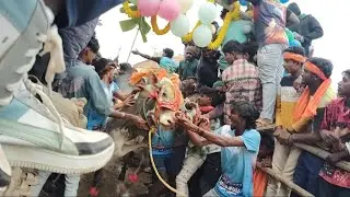 Bulls Running Race | Bulls Habba | Village Bull Festival | Mohan Crazy Kannada
