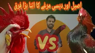 Aseel vs desi Rooster difference | Aseel Murga or Desi Murga