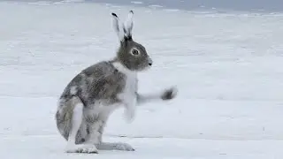 Snow Hare Shadowboxing On Ice - Northern Sweden