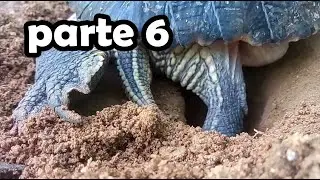 Mi tortuga cavando un nido con música de Minecraft de fondo - parte 6