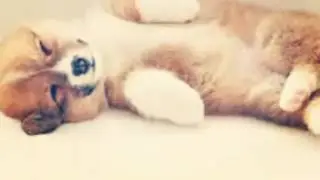 Funny animal slideshow