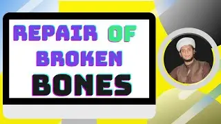 Repair of Broken Bone| Stages of Bone Repair #Chapter16 #easyology  #12thbiologyclass