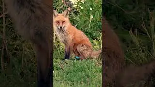 Are Foxes Dangerous? #Foxes #WildlifeSafety #AnimalBehavior