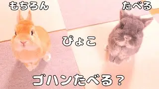 ごはんを食べるか尋ねると同時に立ち上がって合図をくれるムギミミが可愛すぎました【No.1805】