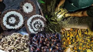  Hunting Asian Giant Hornets without Protection Gear is Crazy!