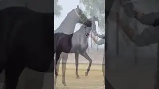 5 CRORE MARWARI HORSE BHARAT RATAN🐴 l HARYANA KI SHAAN