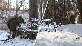 ２月１９日雪シメ新完２ 山の動画改訂版OK