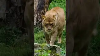 Wildlife animals in forest #amazonforest #forestnaturesoundsrelaxation #shorts