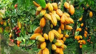 Géneralités sur les graines d'or (Cacao)