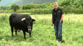 Avant la finale, rencontre avec Cobra, la reine en titre, et Pouky, la reine de la Foire du Valais