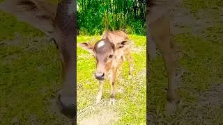 Cow videos #cow video #amba#hamba#babycow#shorts#cow sound #granny cow #funny animals #shorts
