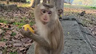Let's watch adorable monkey Sara and kids eating mango for snacks💗🐒🥭💛