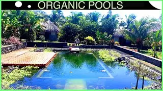 Making a Tropical Natural Pool - DIY build in 3 mins