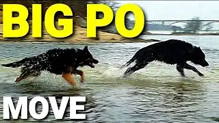Big Po - MOVE