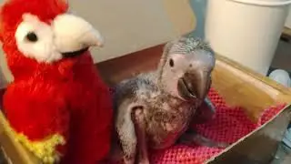 ZooMAT logra la reproducción exitosa de dos Guacamayas Verdes (Ara Militaris).