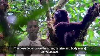RANDRIANASOLO Laurent | Research Techs | Preserving knowledge of endemic species in Madagascar