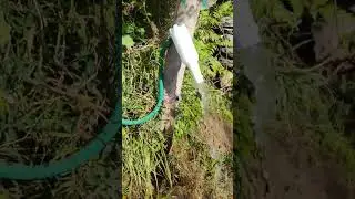 Natural water supply #himachalpradesh #meclodganj #loveplants